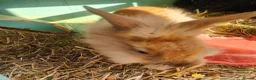 Lionhead rabbits for sale: Lion head  in Chester-le-Street - Advert 9