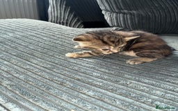 British Shorthair cats for sale:  British shorthair / American bobtail - Image 7
