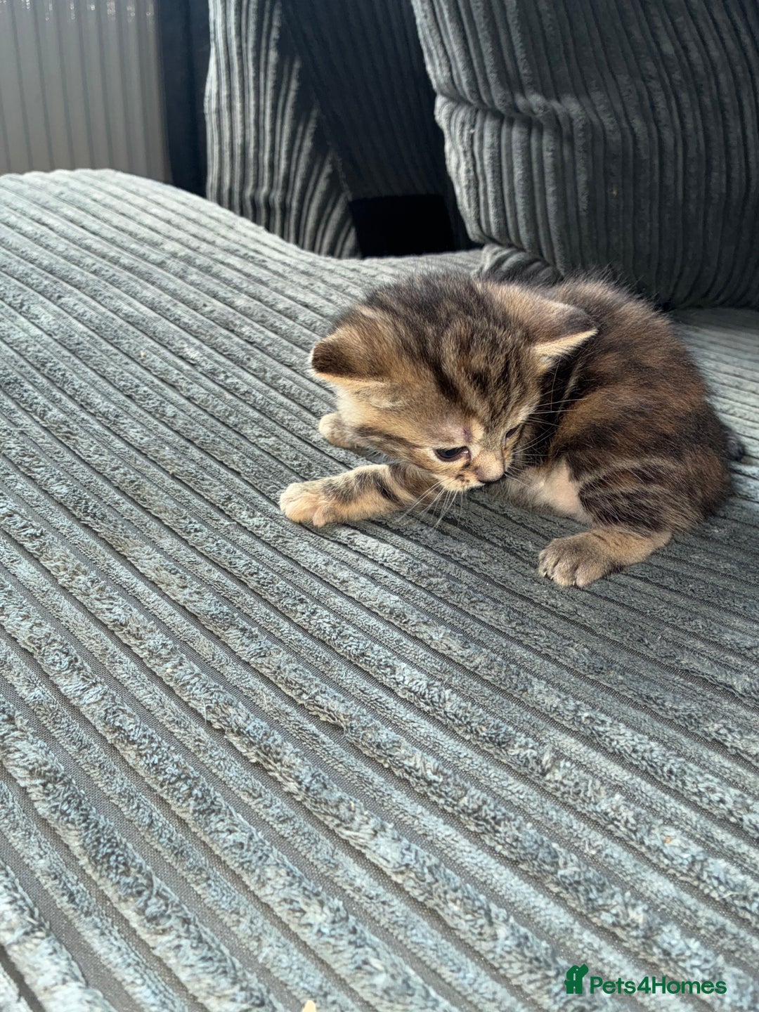 British Shorthair cats for sale:  British shorthair / American bobtail - Image 7