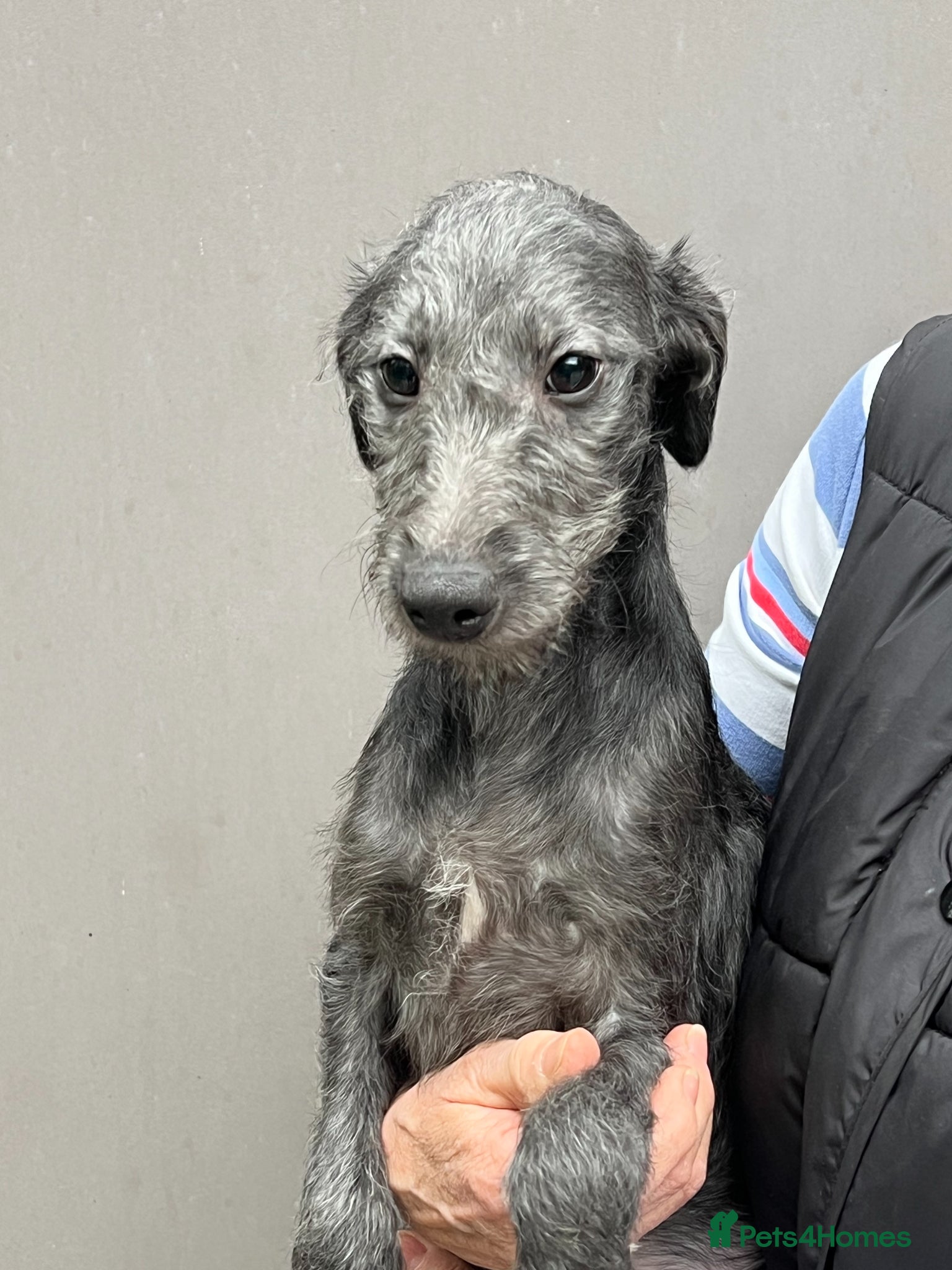 Bedlington Terrier dogs Lovely F1 Bedlington x Whippet Male Puppy - Advert 8