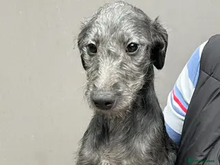 Bedlington Terrier dogs Lovely F1 Bedlington x Whippet Male Puppy - Advert 8