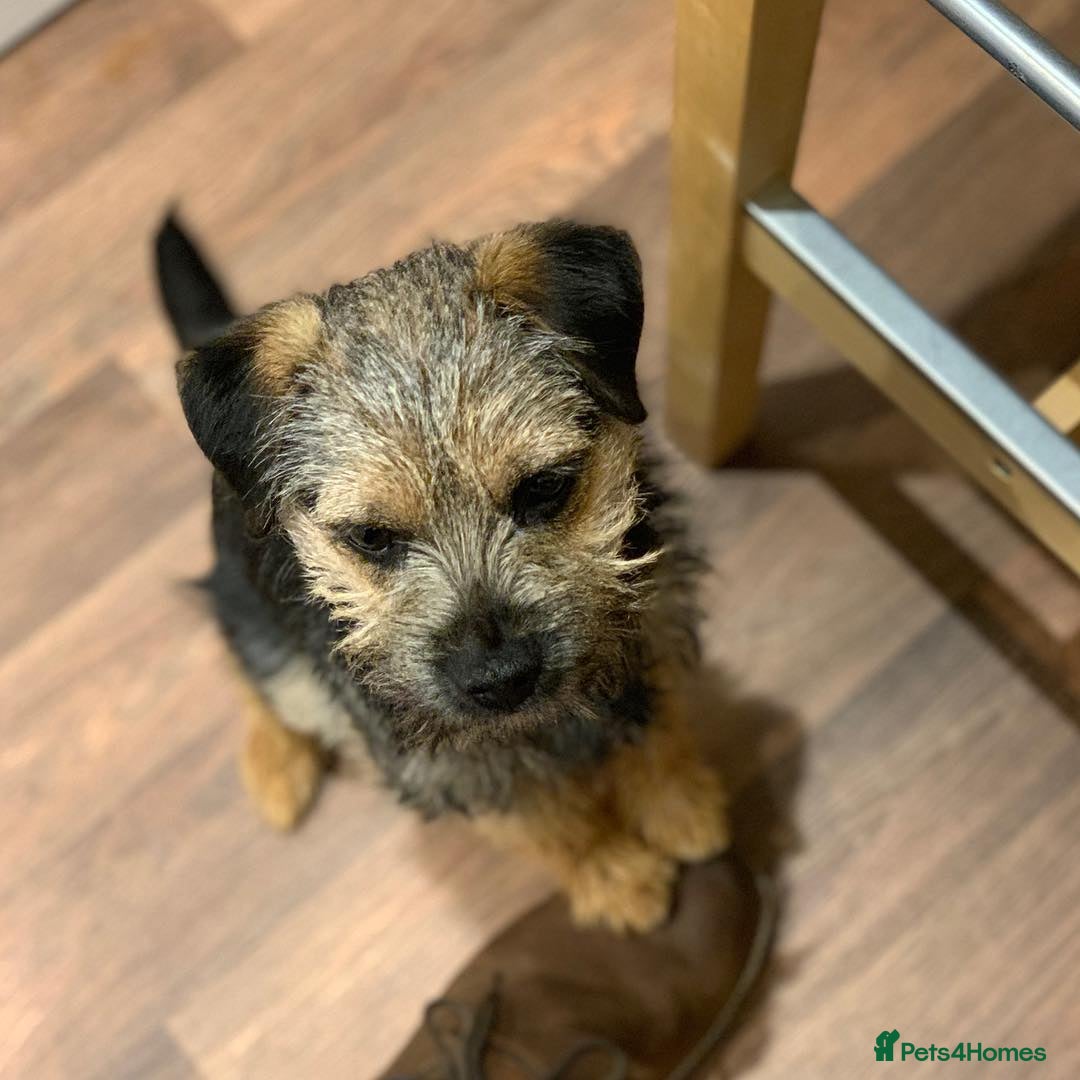 Border Terrier dogs for sale: Male Border Terrier - Image 2