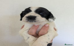 English Springer Spaniel dogs for sale: Speckled mixed colour ESS pups,TESTED PARENTS - Image 5