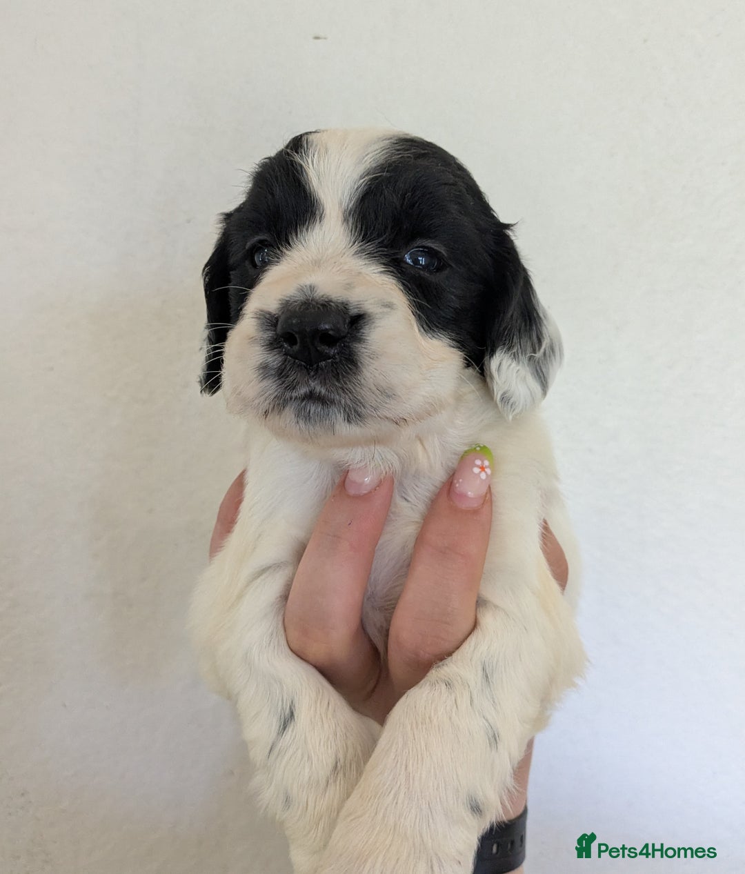 English Springer Spaniel dogs for sale: Speckled mixed colour ESS pups,TESTED PARENTS - Image 5