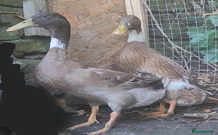 Ducks poultry - Advert 5