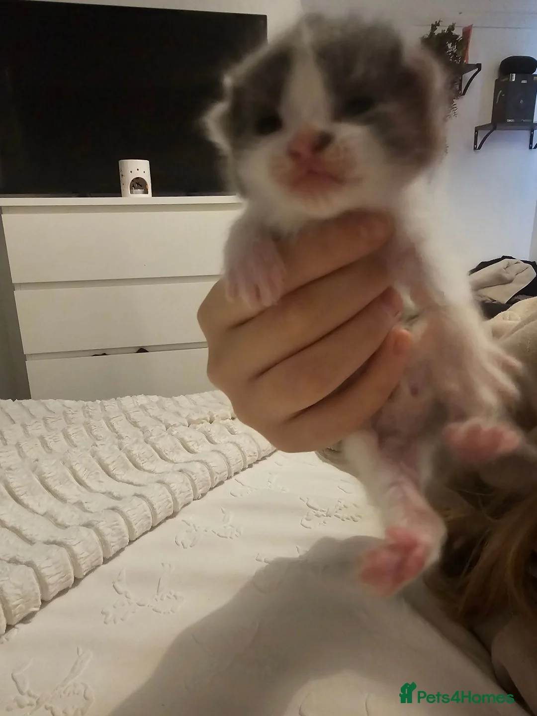 Mixed Breed cats for sale: Calico cross bsh kittens  - Advert 6