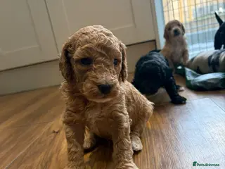 Mixed Breed dogs Sheepadoddle Puppies - Advert 2