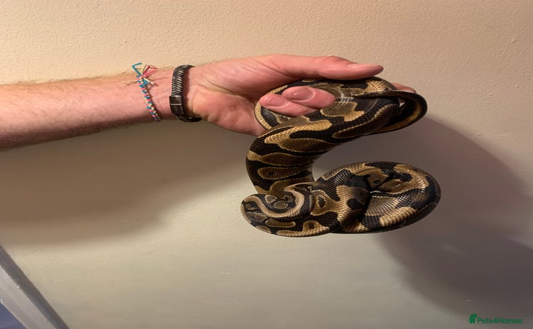 Python Snake reptiles - Advert 3