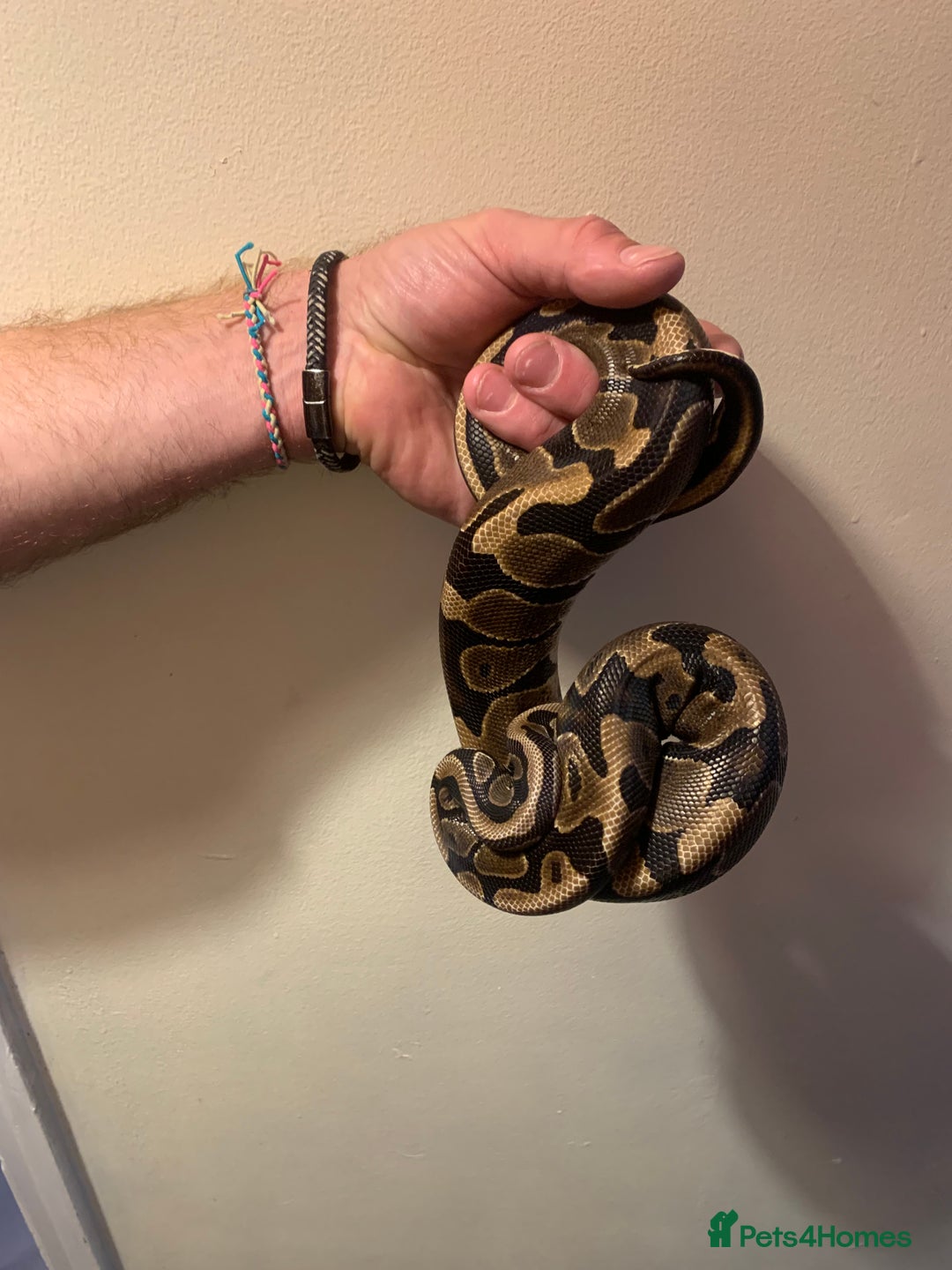 Python Snake reptiles for sale: Female royal python HET pied 598g - Image 1