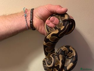 Python Snake reptiles - Advert 30