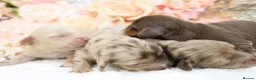 Miniature Dachshund dogs for sale: KC Longhair Miniature Dachshunds - Advert 6