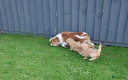 Cavapoo dogs for sale: Quality Health Tested F1 Cavapoo Puppies - Advert 6