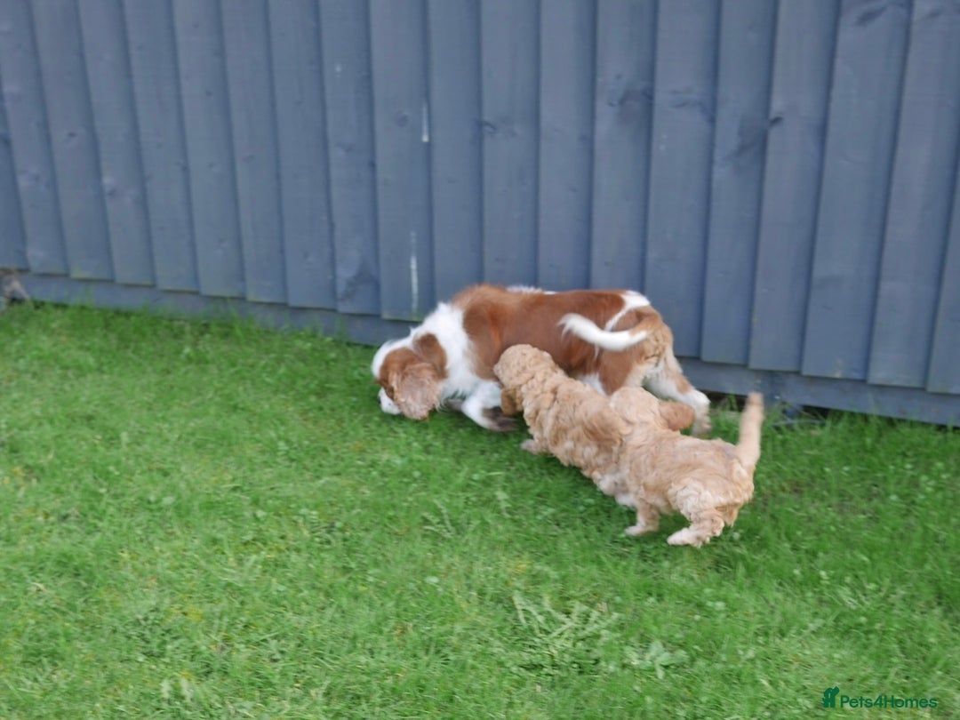 Cavapoo dogs for sale: Quality Health Tested F1 Cavapoo Puppies - Advert 6