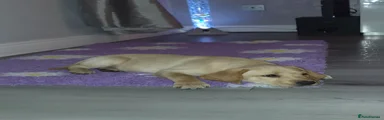 Labrador Retriever 1