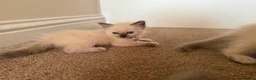 Ragdoll cats for sale: Purebred Ragdol Kitten - DNA Verified 100% - Advert 6