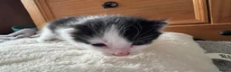 British Longhair cats for sale: Kittens  in Haltwhistle - Advert 13