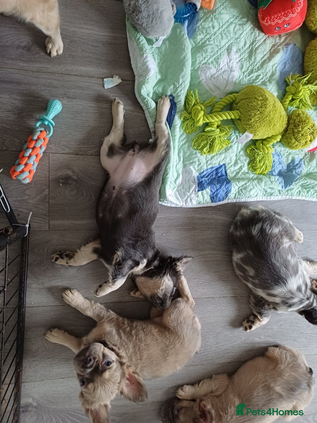 French Bulldog dogs for sale: Quality French Bulldog Puppies – Well Socialised - Advert 2