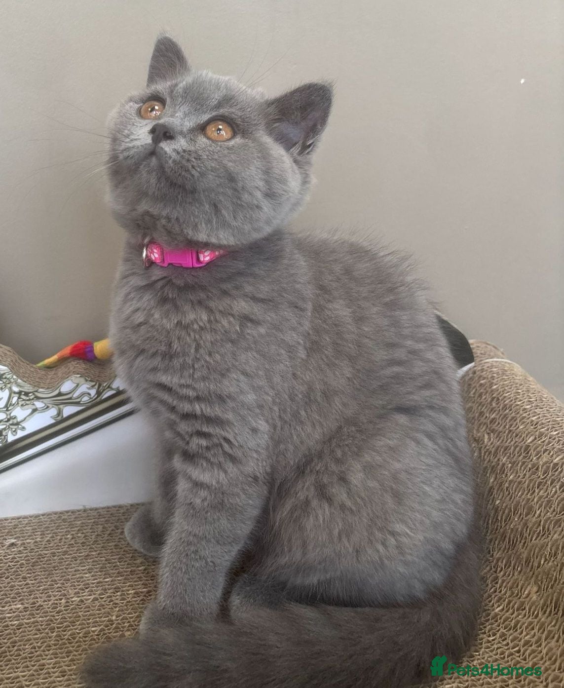 British Shorthair cats 2 GORGEOUS British Short Hair Kittens - Advert 1