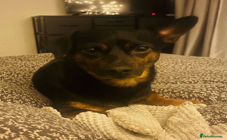 Chiweenie dogs - Advert 15