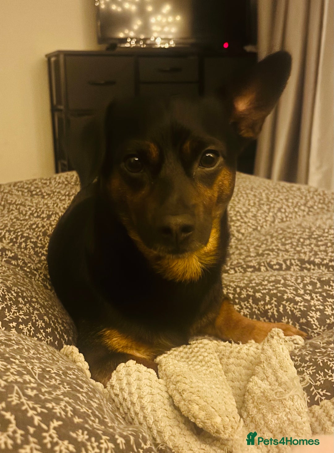 Chiweenie dogs for sale: Chiweenie - Image 1