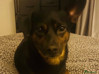 Chiweenie dogs - Advert 1