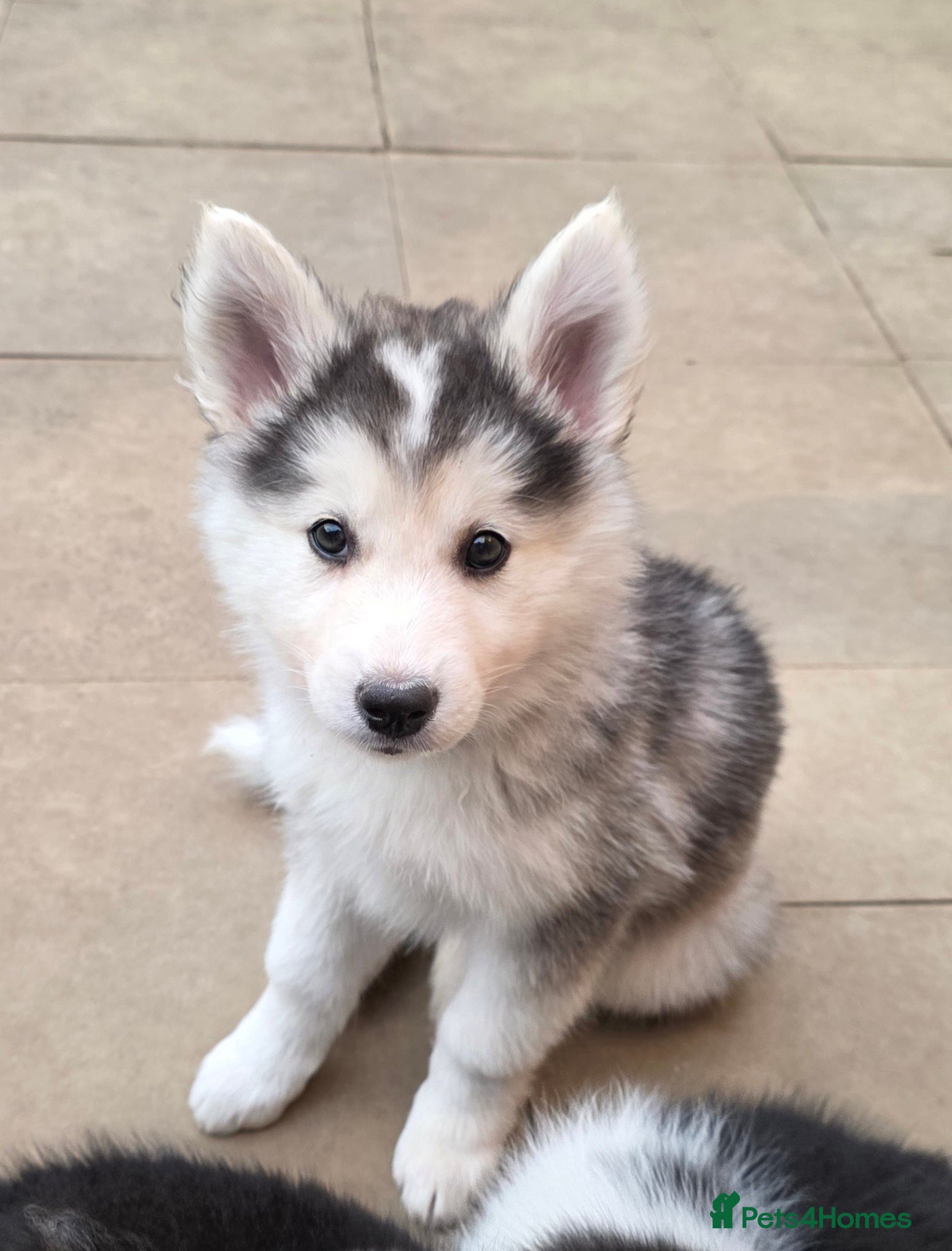 Siberian Husky dogs Yakutian Laika puppies  - Advert 2