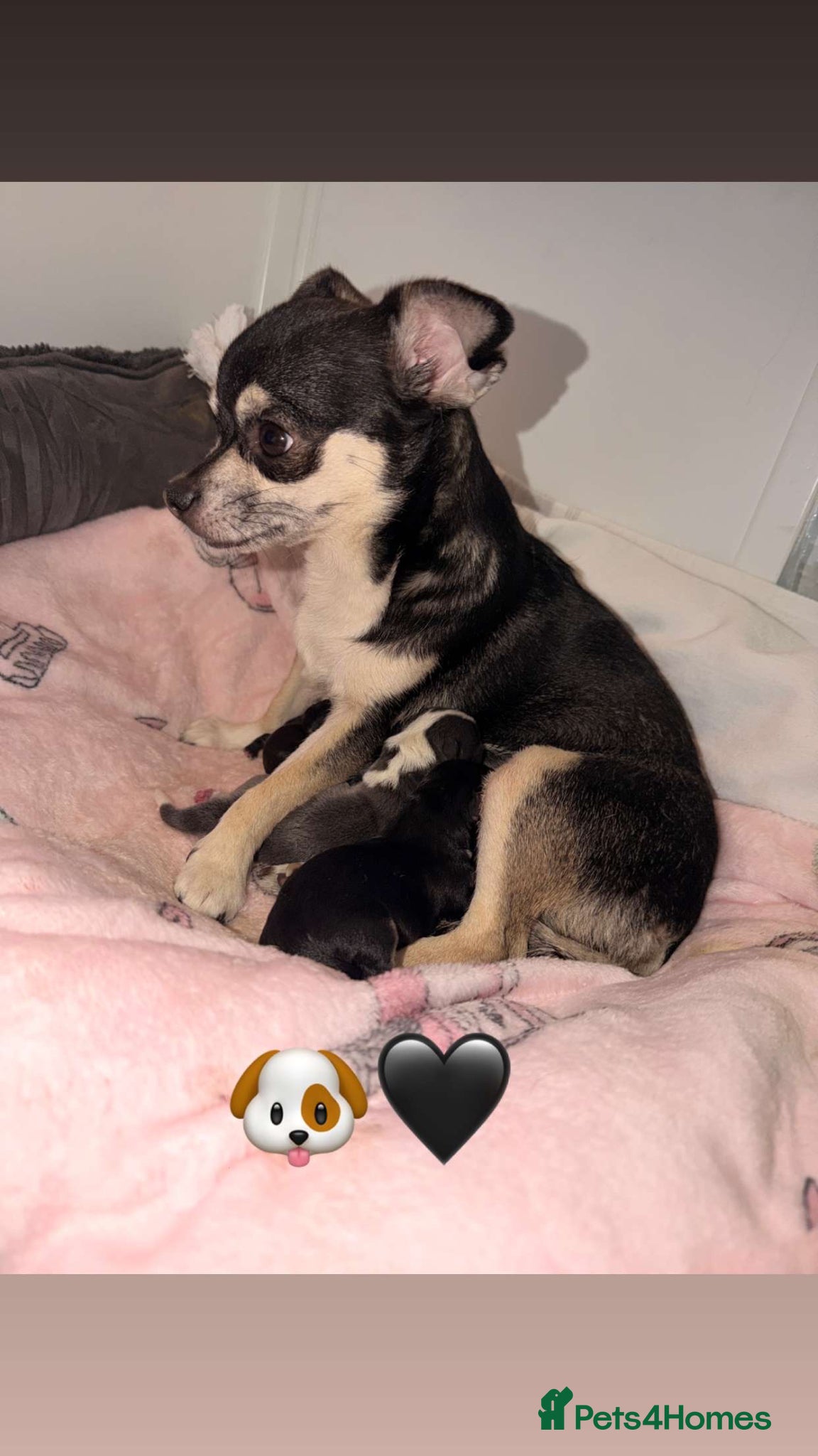 Chihuahua dogs stunning chihuahua’s 🩷 - Advert 2