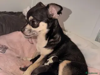 Chihuahua dogs stunning chihuahua’s 🩷 - Advert 1