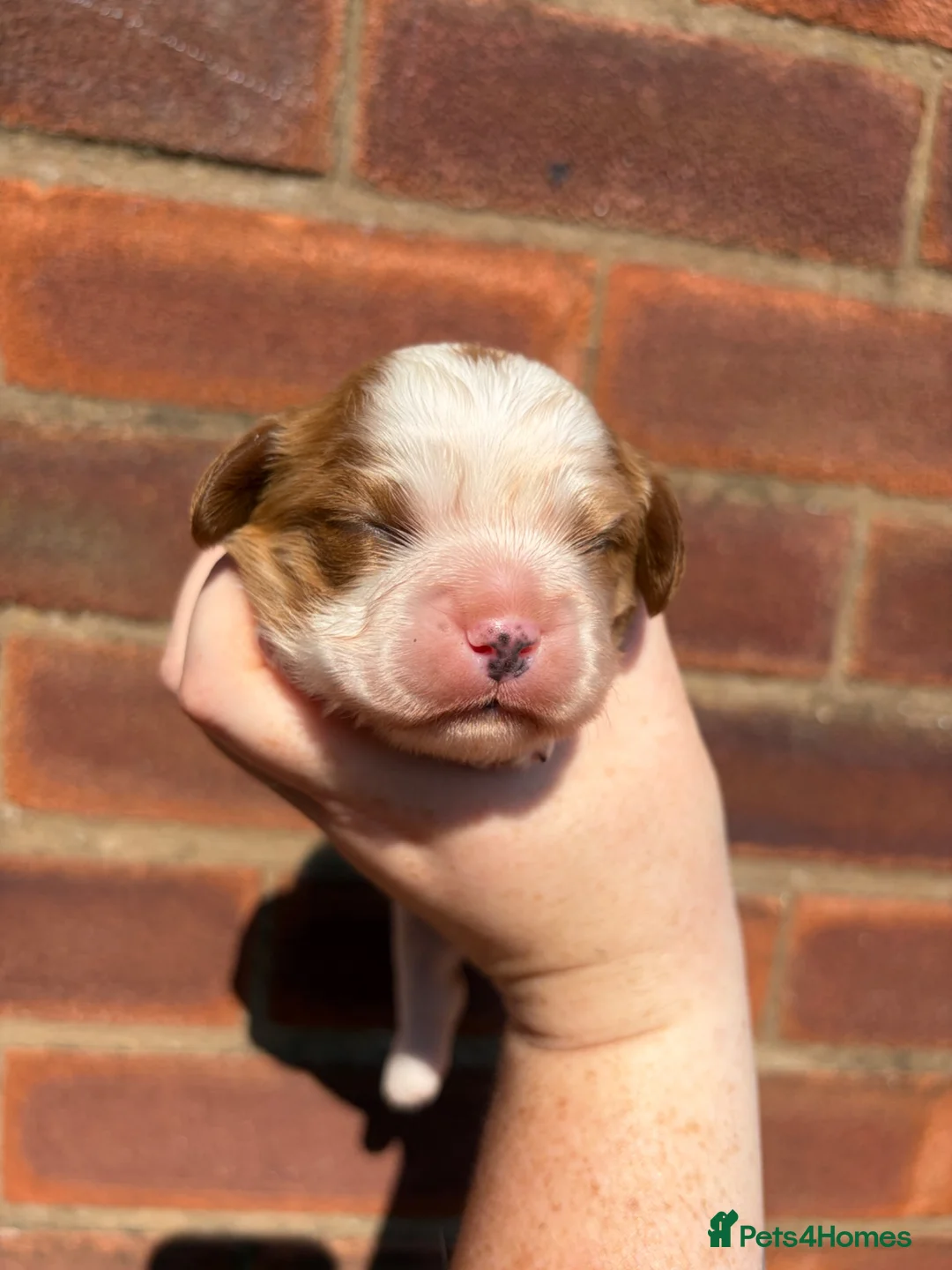 Cavalier King Charles Spaniel dogs for sale: Beautiful Blenheim puppies  - Advert 13