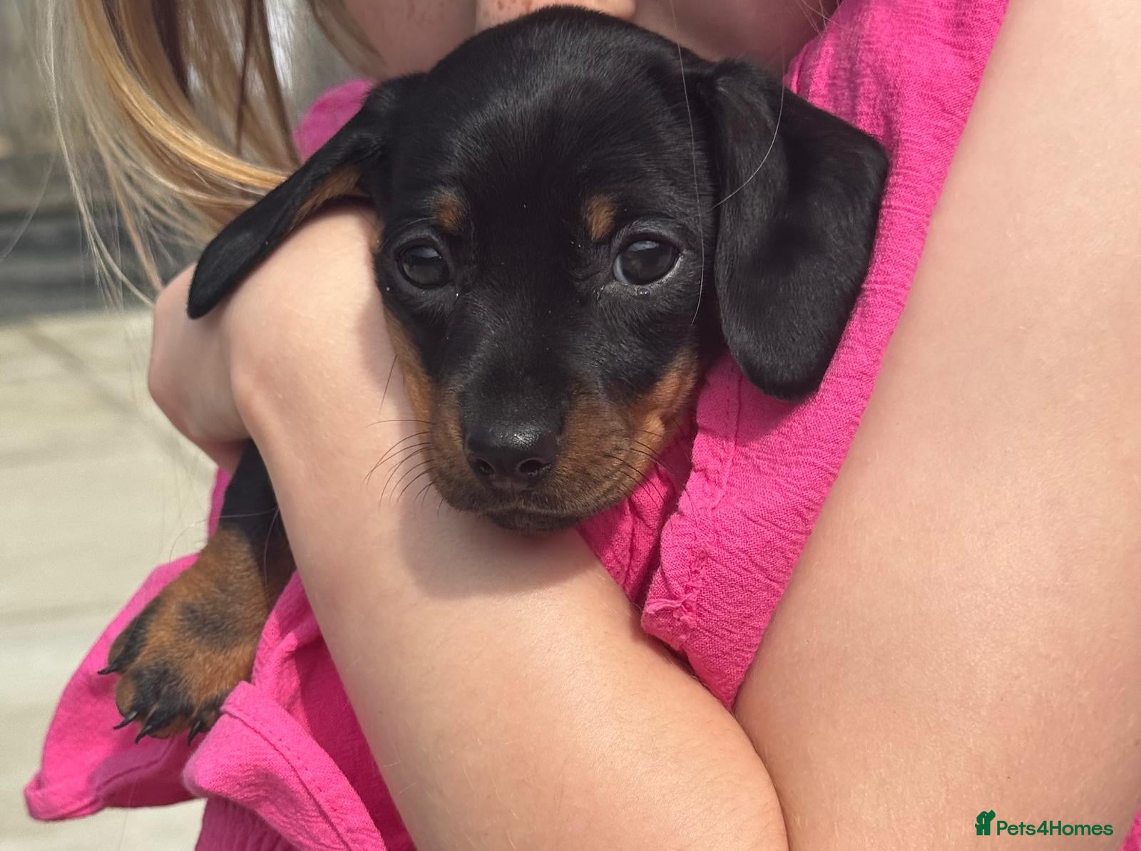 Miniature Dachshund dogs Miniature Dachshund puppies for sale *1 puppy left - Advert 1