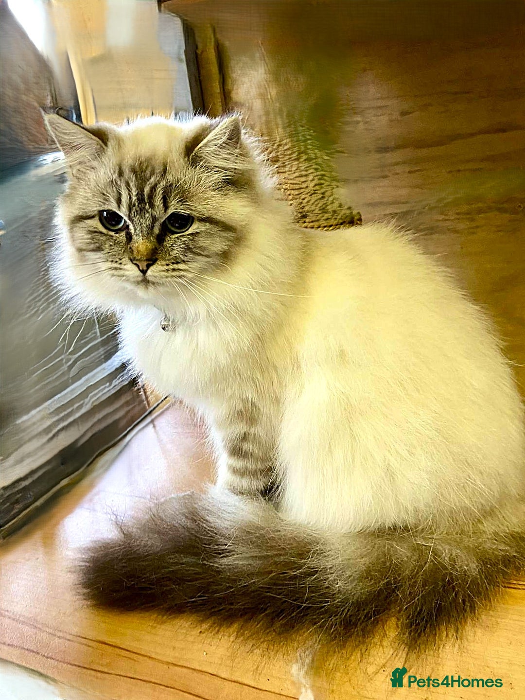 Ragdoll cats for sale: Ragdoll x 2. GCCF active registered. - Image 3