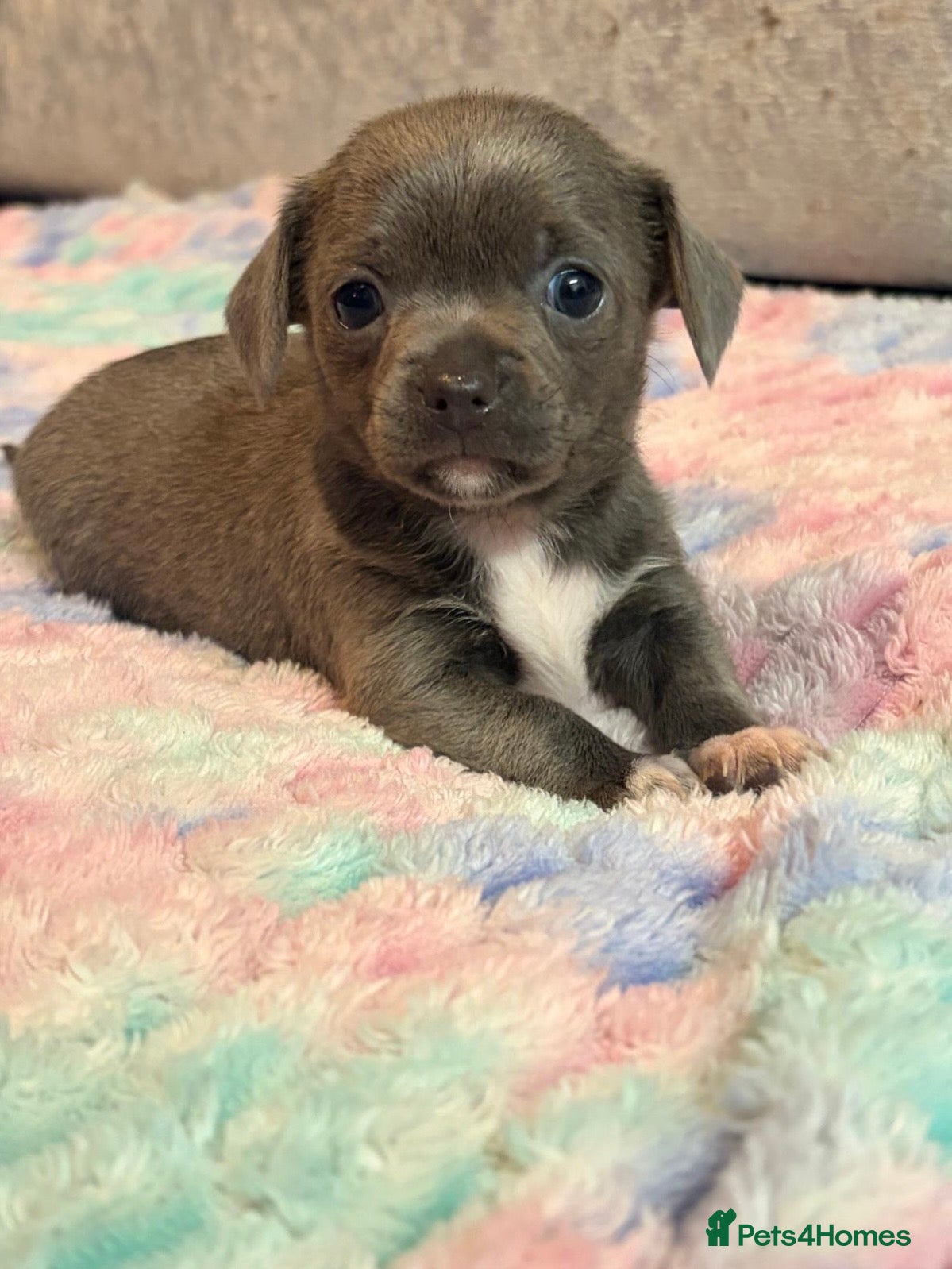 Chihuahua dogs Tiny Chihuahua puppies - Advert 7