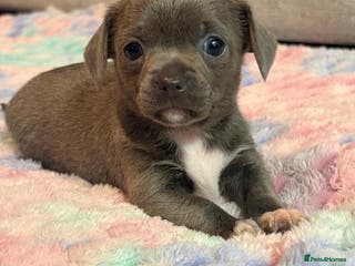 Chihuahua dogs Tiny Chihuahua puppies - Advert 7