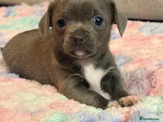 Chihuahua dogs Tiny Chihuahua puppies - Advert 3