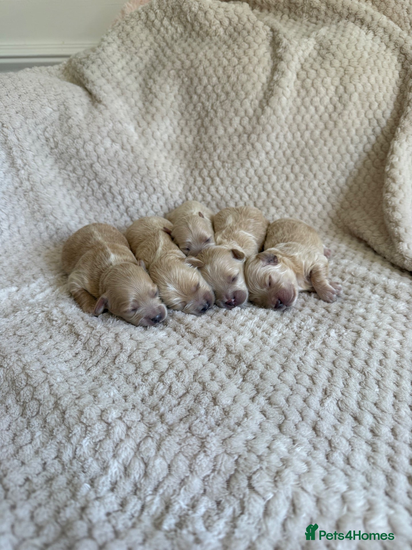 Maltipoo dogs F1 Maltipoo Puppies - Advert 1