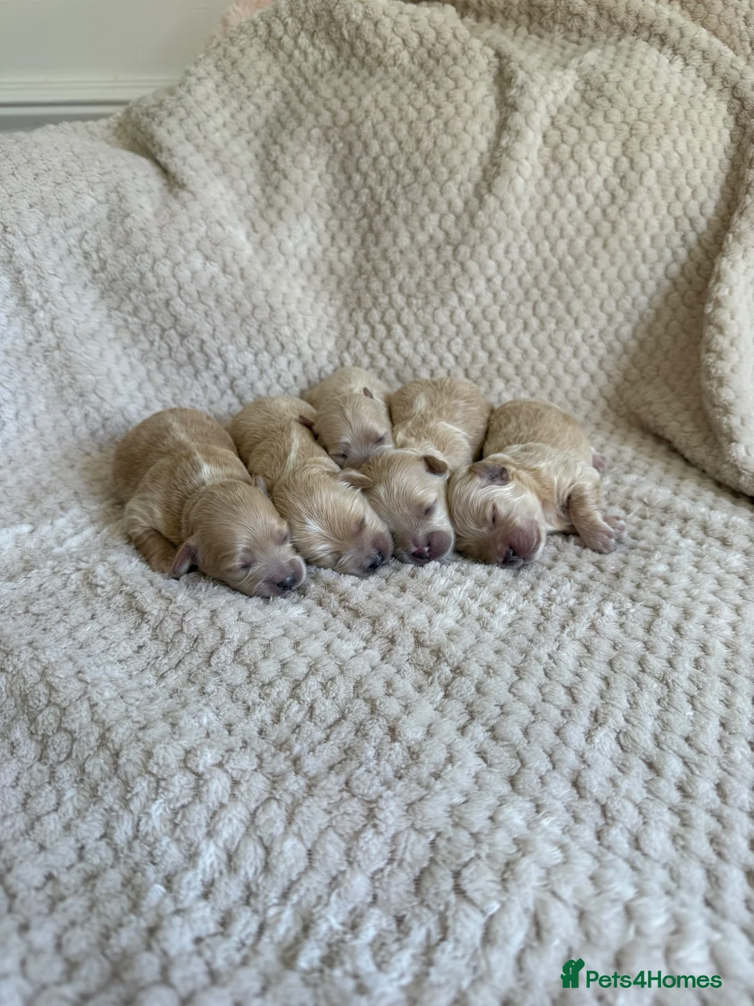 Maltipoo dogs for sale: F1 Maltipoo Puppies - Advert 1