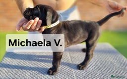 Cane Corso dogs for sale: Champion-Bloodline Cane Corso Puppies  - Image 10