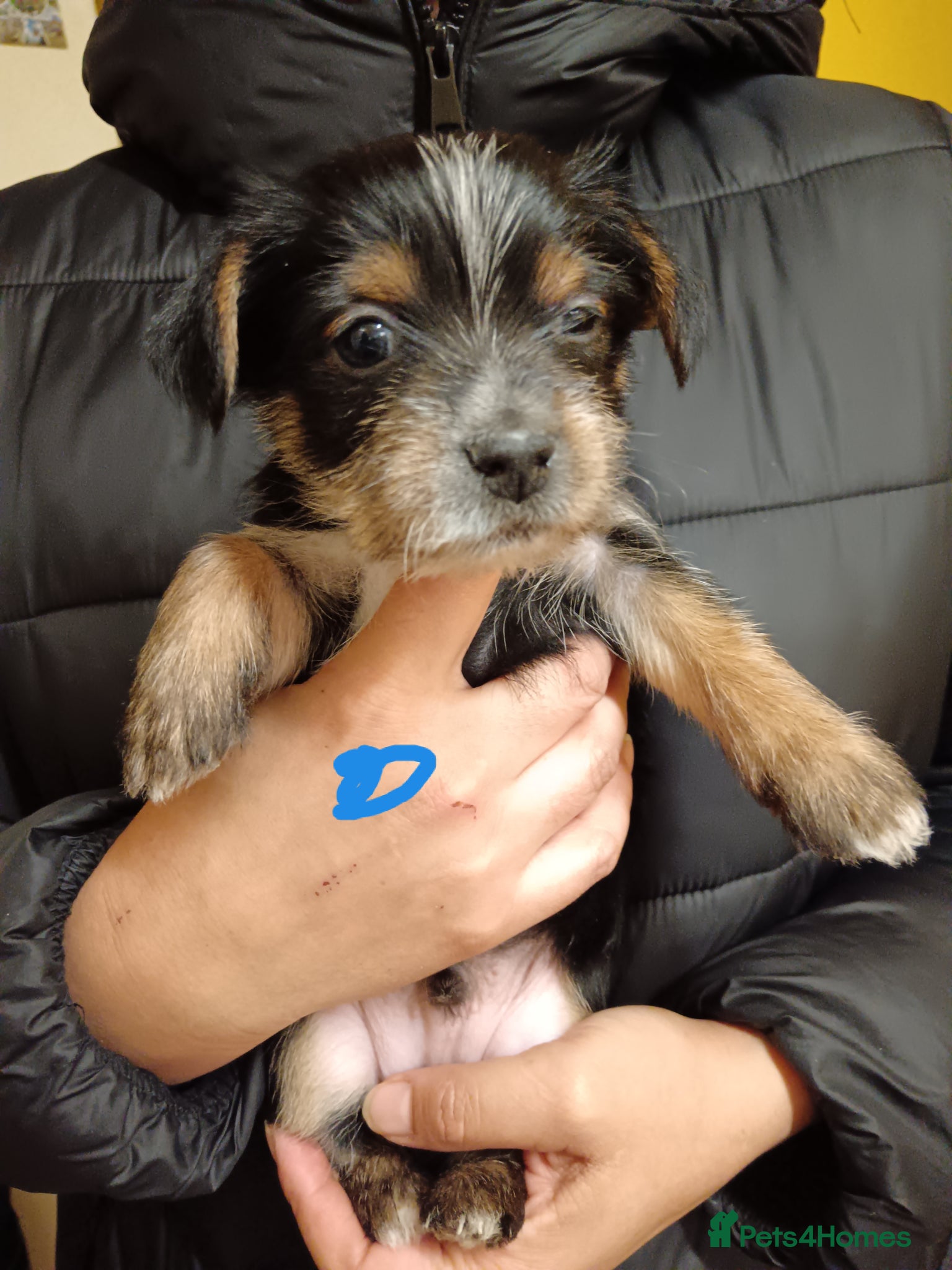 Mixed Breed dogs Yorkshire terrier cross Jack Russel  - Advert 17