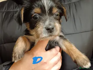 Mixed Breed dogs Yorkshire terrier cross Jack Russel - Advert 17