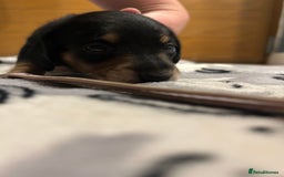 Miniature Dachshund dogs for sale: Mini dachshund puppies - Image 21