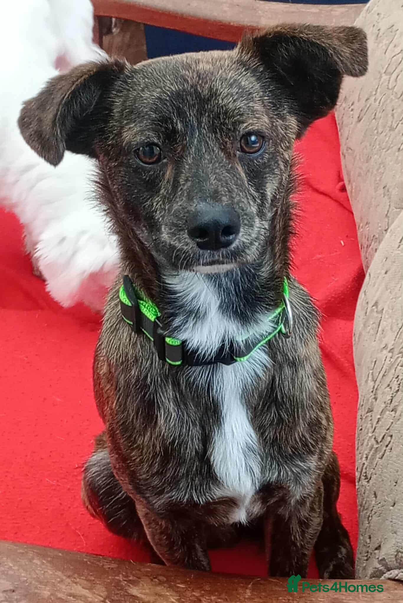 Mixed Breed dogs Romeo - Advert 1