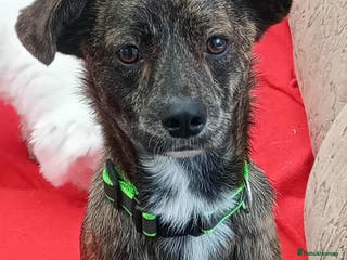 Mixed Breed dogs Romeo - Advert 1