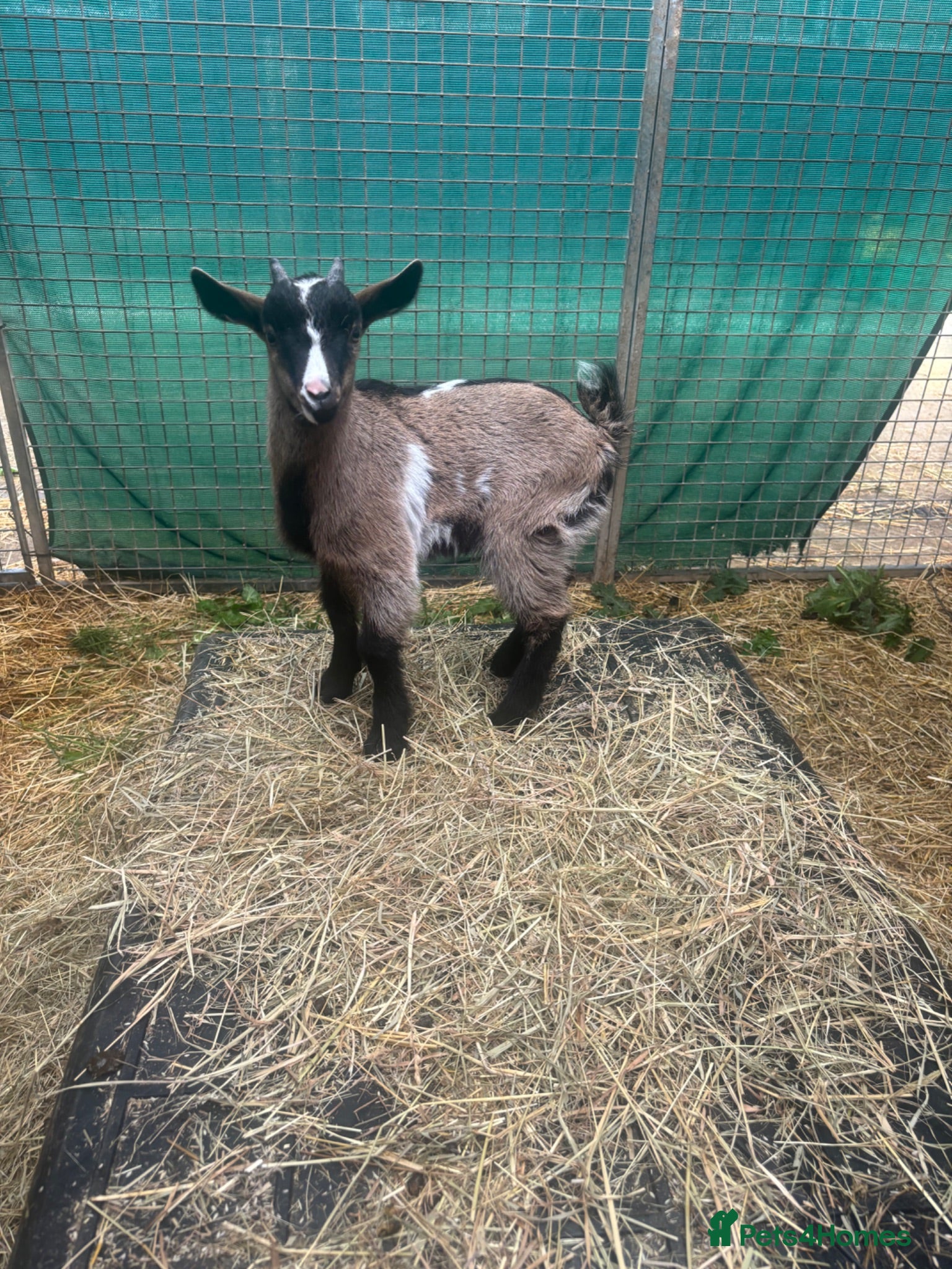 Goats livestock Pigmy goats  - Advert 7