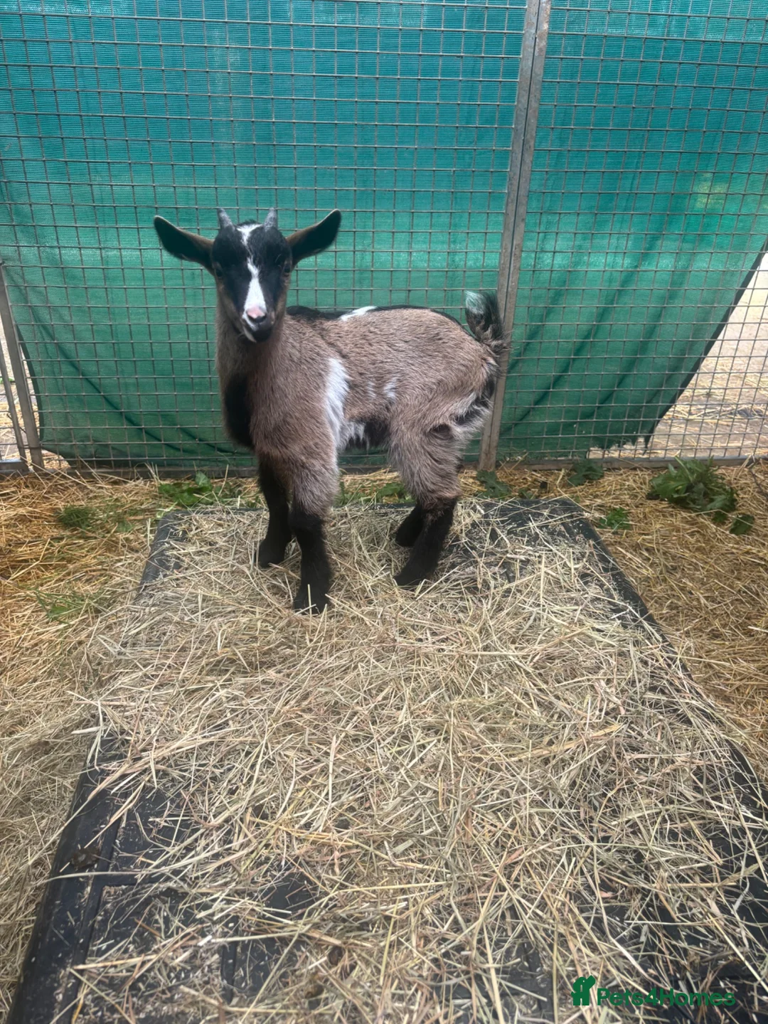 Goats livestock for sale: Pigmy goats  - Advert 1