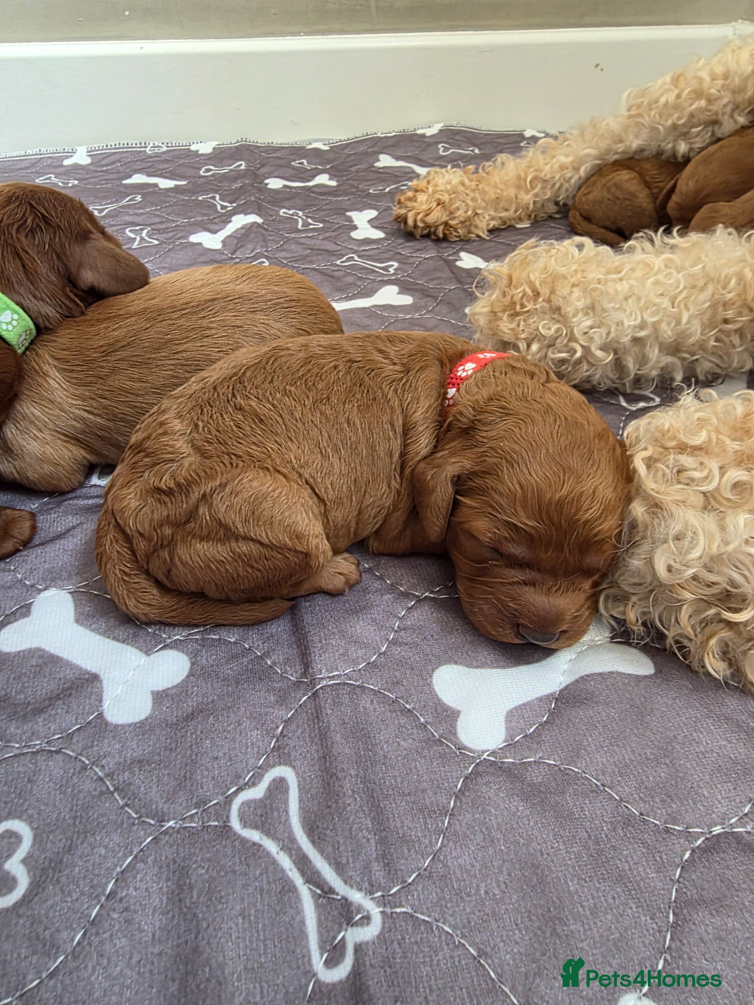 Cockapoo dogs for sale: Cockapoo puppies in Dereham - Advert 7