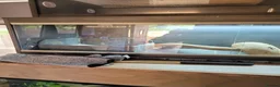 Bearded Dragon reptiles for sale: Bearded dragon looking for new home  - Advert 5