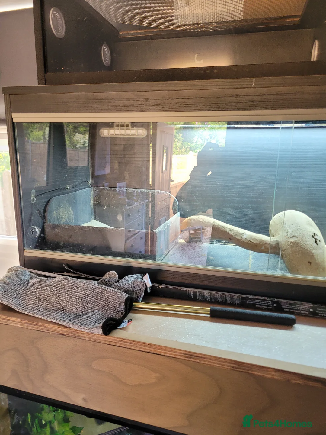 Bearded Dragon reptiles for sale: Bearded dragon looking for new home  - Advert 5