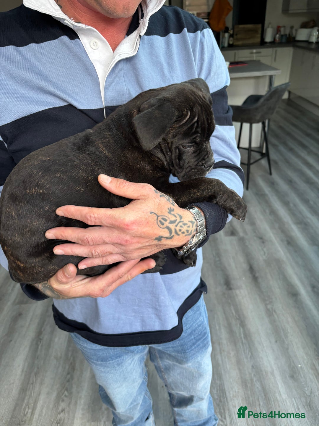 Mixed Breed dogs for sale: cano corso cross british bulldog  - Image 5