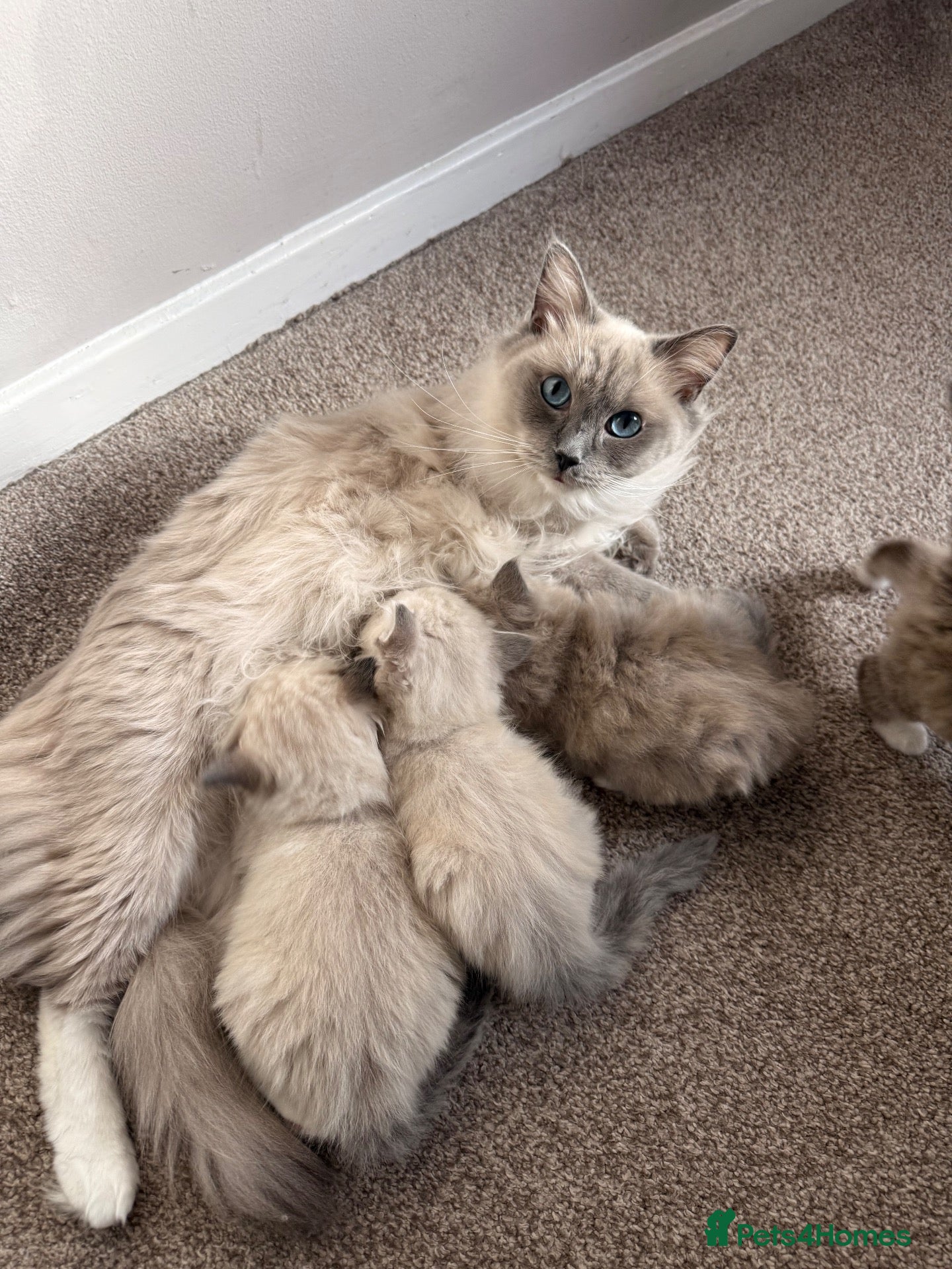 Ragdoll cats 3 Female Ragdoll Kittens  - Advert 1
