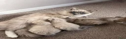 Ragdoll cats for sale: 3 Female Ragdoll Kittens  - Advert 1
